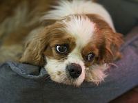 В секторе Газы найдена собака убитого заложника Алекса Данцига