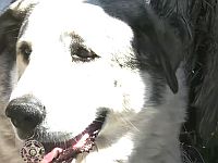 Американский Маугли: собака спасла двухлетнего мальчика в Аризоне