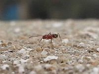 В Кении бельгийцев обвинили в контрабанде 5000 экзотических муравьев