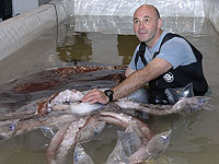 Впервые в истории на видео запечатлен живой гигантский кальмар в дикой природе. Видео