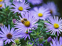 Полевые цветы могут поглощать токсичные металлы, которые передаются пчелам