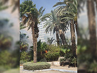 Пожар возле гостиницы 