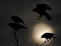 Вороны показали способности к геометрии, которые раньше демонстрировали только люди