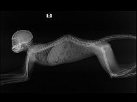 32 спасенные зеленые мартышки – и это лишь 