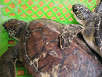 Популяции исчезающих морских черепах начали восстанавливаться