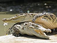 Ученые раскрыли секрет долголетия крокодилов