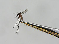 Десятки израильтян заразились в Таиланде лихорадкой Денге