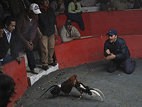 Массовая стрельба на петушиных боях в Эквадоре, 12 погибших