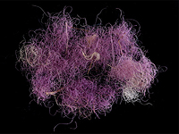 Археологи обнаружили в Израиле древнейшую мастерскую для производства пурпура