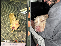 Породистую собаку украли, чтобы вымогать деньги у ее владельцев