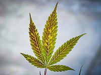 Смотрич заблокировал введение пошлины на канадскую марихуану