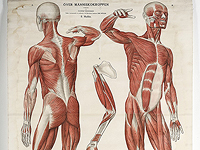 Израильский стартап выращивает искусственные мышцы для тестирования лекарств