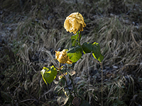 Геномный анализ показал, что когда-то все розы были скромными желтыми цветами