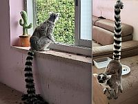 При обыске в доме в Нетании нашли кольцехвостого лемура