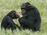 Ученые сняли на видео, как дикие шимпанзе сближаются, поедая алкогольные фрукты