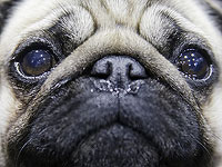 Глазные капли для собак могут помочь людям. Израильское исследование