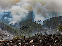 Продолжается тушение пожаров: выгорело около 7000 дунамов леса