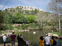 Из Библейского зоопарка в Иерусалиме похитили редких птиц и попугаев лори