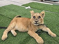 Во дворе на привязи: полиция спасла больного львенка в Тире