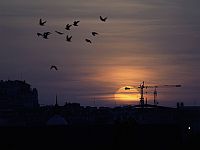 Птицы обладают уникальными способностями к борьбе с инфекциями