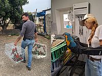 В Палестинской автономии найдены 36 украденных попугаев и калао, общей стоимостью 1,2 млн шек