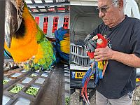 Полиция провела операцию в ПА: возвращены еще четыре ценных попугая