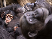 Шимпанзе более чуткие, чем предполагалось