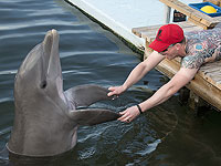 Google разрабатывает новую ИИ-модель для расшифровки речи дельфинов и взаимодействия с ними