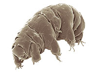 Исследователи сделали татуировку тихоходкам