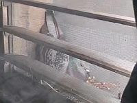 Подросток облил духами гнездо голубей и попытался поджечь их