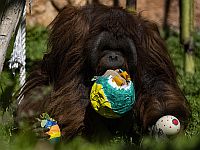 Жизнь в зоопарке стимулирует у орангутанов интерес к исследованию предметов