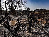 Тушение лесных пожаров в Иудейских горах продолжается: эвакуированные возвращаются