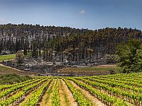 Пожар в Иерусалимских горах под контролем, идет расследование причин