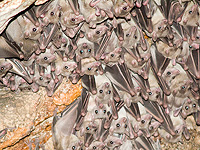 Как молодые летучие мыши учатся отличать вкусных лягушек от невкусных