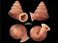 Новый крошечный вид улиток с необычной 