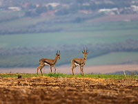 Иск против браконьера: 600 тысяч шекелей за убитую газель и ущерб популяции