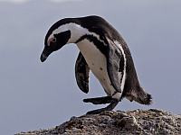 Пингвин стал причиной катастрофы вертолета в Южной Африке