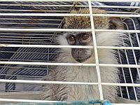 Брошенные на привязи и в клетках или выпущенные в парках: в Израиле спасают мартышек