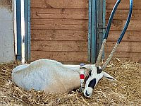 Редкий белый орикс прибыл в больницу при 