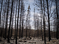 Двое арабов из Иерусалима подозреваются в поджоге леса Бен-Шемен