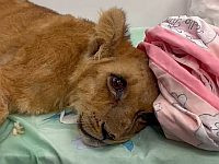 Розовое одеяло и уход: в