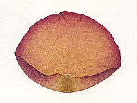 Израильские ученые раскрыли математические законы формирования лепестка розы