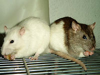 Что подталкивает нас к оказанию помощи попавшим в беду. Израильские ученые нашли ответ