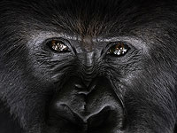 Гориллы дают представление о том, как работают социальные отношения у людей