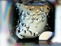 Жизнь – не только сложнейшая химия, но и квантовая физика