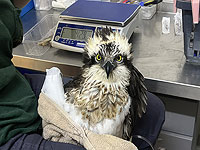 Скопа, столкнувшаяся с линией электропередач, доставлена в больницу при