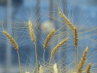 Исследователи удалили гены пшеницы, вредные для людей с целиакией