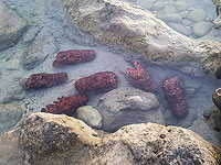 На севере Израиля пресечен вылов редких лобстеров-тапочек