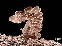 В трудные времена микробные сообщества отказываются от кооперации и спасаются