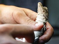 Исследователи обнаружили два новых вида крокодилов